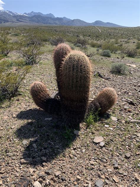 Nevada Desert Plants - Plants BA