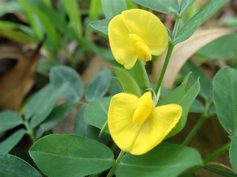 Arachis Pintoi The Pinto Peanut Flower Bloom In The Garden With