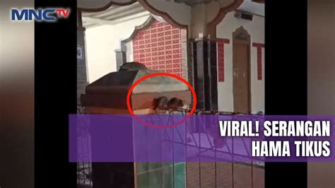 VIRAL Ribuan Tikus Serbu Rumah Warga Di Karawang Buat Ketakutan Warga