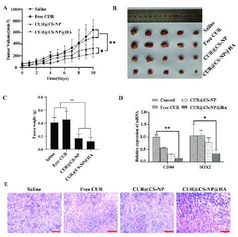 In Vivo Antitumor Potency Study A Tumor Volume Growth Curve During