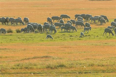 Rebanho De Ovelhas Ovelhas No Campo Foto Premium