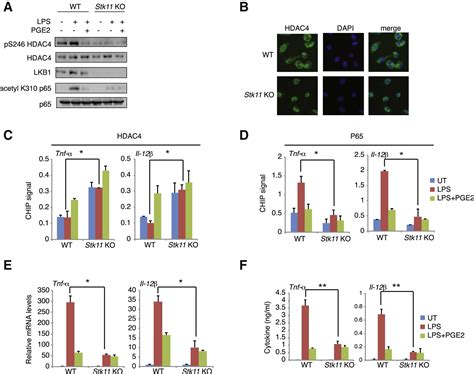 Leptin Mediated Increases In Catecholamine Signaling Reduce Adipose