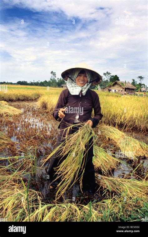 vietnam rice fields mekong delta Stock Photo - Alamy