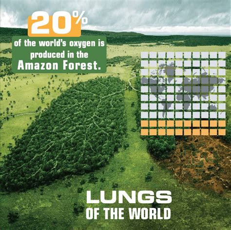 Deforestation Infographic on Behance