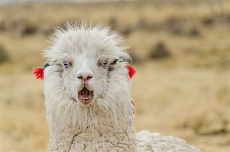 820 Llama Bolivia South America Animals In The Wild Stock Photos