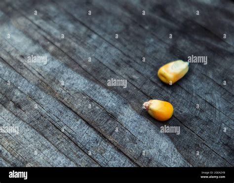 Corn kernel close up Stock Photo - Alamy