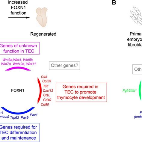 Foxn1 A Master Transcriptional Regulator Of Tec Gene Expression Foxn1