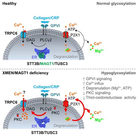 Atvb An Aha Journal On Twitter Magt Deficiency Dysregulates