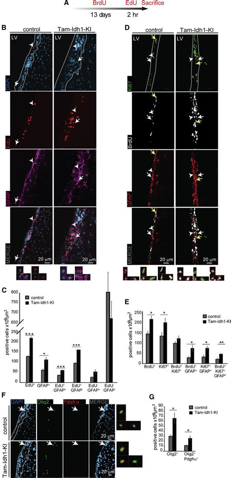 The Effect Of Idh R H On Label Retaining Cells Proliferating Cells