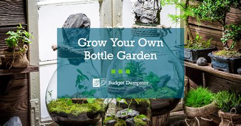 How To Create A Bottle Garden In 5 Easy Steps Budget Dumpster