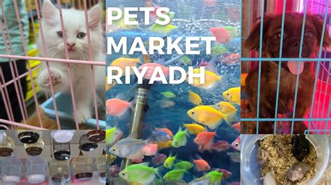 Beautiful Pet Shops In Riyadh Saudi Arabia Visiting Pet Market In