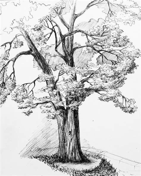 Графический рисунок дерева - 82 фото