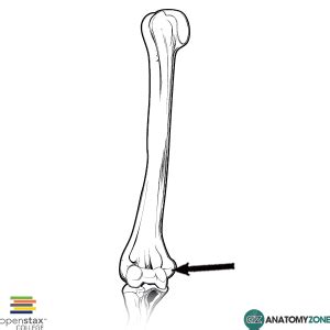 Medial Epicondyle Humerus Anatomy