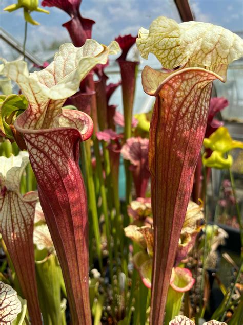 Sarracenia Premysl Okta X Adrian Slack X Glynis Wheeler X