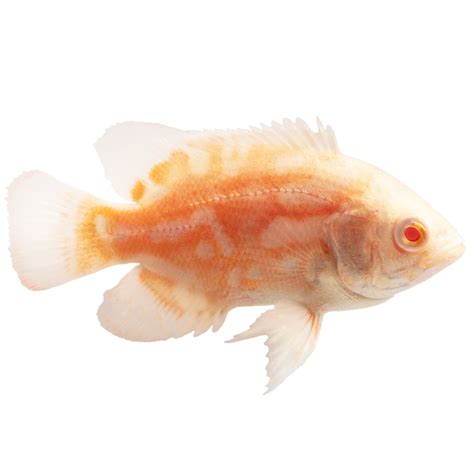 Albino Tiger Oscar Cichlid For Sale Petco