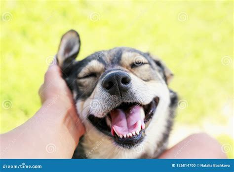 Perrito Con Una Cara Feliz En Placer Y Abierta Su Boca En Foto De