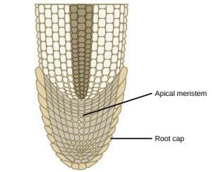 Apical Meristem: Definition, Function, Structure | Biology Dictionary