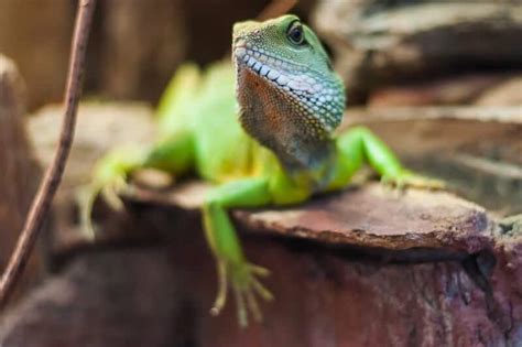 Types of Pet Lizards (25 Species) - Reptile Jam