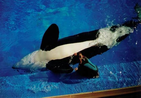 SeaWorld Says Its Orcas Are 'Thriving' In New Ad. Too Bad They're ...