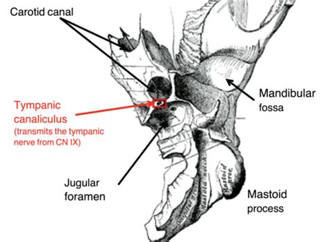 great for head and neck anatomy Flashcards | Quizlet