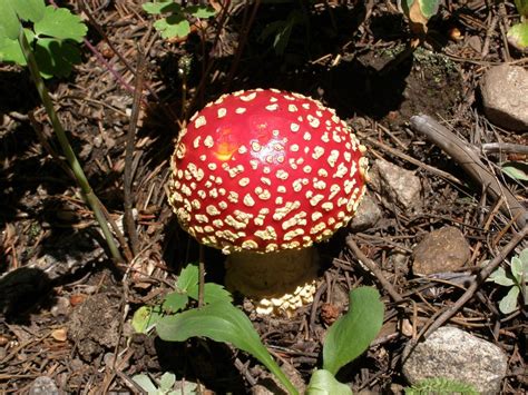 Mushrooms Found In Coloradodeadly Psychedelic And Everything In