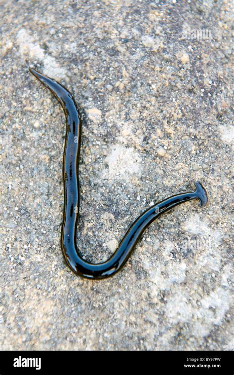 A Flathead Planarian Hammerhead Worm On A Rock In Isalo National