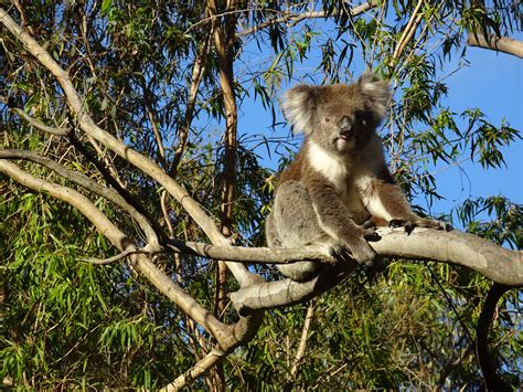 Australien Dschungel Tiere