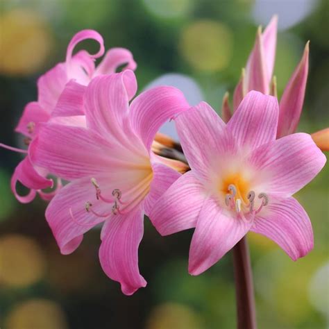 Buy Belladonna Lily Bulb Amaryllis Belladonna Delivery By Waitrose