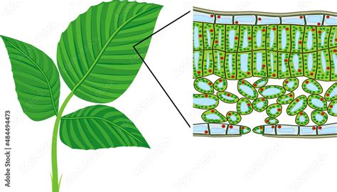 Sectional Diagram Of Plant Leaf Microscopic Structure Cross Section