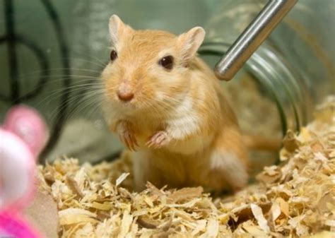 Gerbil Species and Breeds | LafeberVet