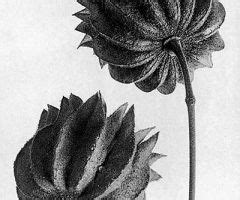 Biography Fine Art Botanical Photographer Karl Blossfeldt Artofit