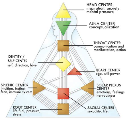 An Intro To Human Design The Nine Centers The Spleen Center