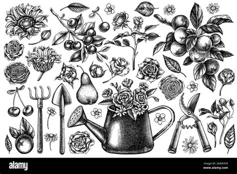 Gardening Vintage Vector Illustrations Collection Black And White