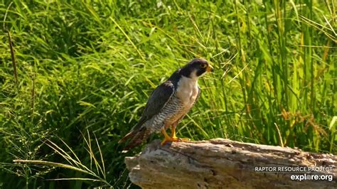 Mississippi River Flyway Cam Snapshot Taken By CamOp Spish Explore Org