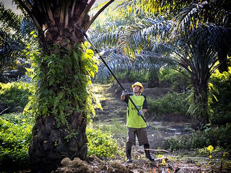 Oil Palm Plantation And Milling