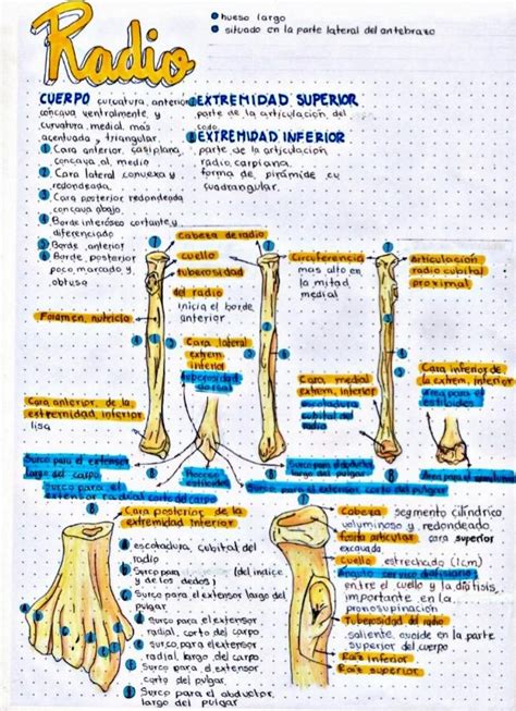 OsteologÍa Miembro Superior Osteología Miembro Superior Udocz En