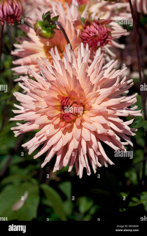 Dahlia Preference Stock Photo 73818329 Alamy