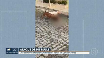 Pitbulls Matam Porquinho No Rio Fruto Da Cadeia Alimentar Justifica