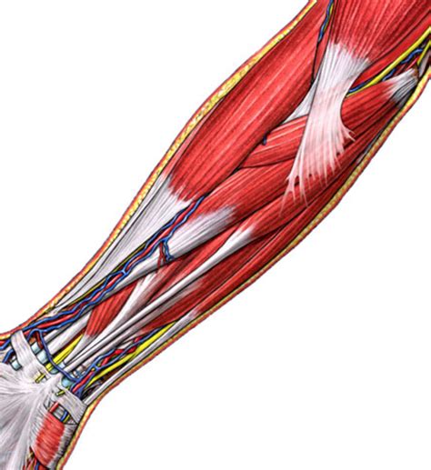 arm anteriordepth  diagram quizlet