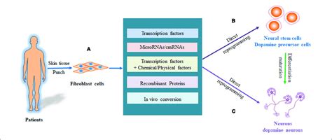 Process Of Directly Reprogramming Fibroblasts Into Neurons And Da