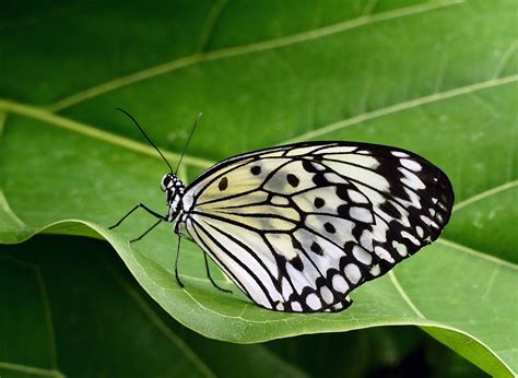 Free Images Nature Wing Plant White Leaf Flower Wildlife