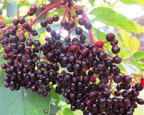 The Drip Mudgee Elderberries In An Edible Hedge