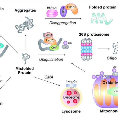 Pdf Protein Quality Control By Molecular Chaperones In Neurodegeneration