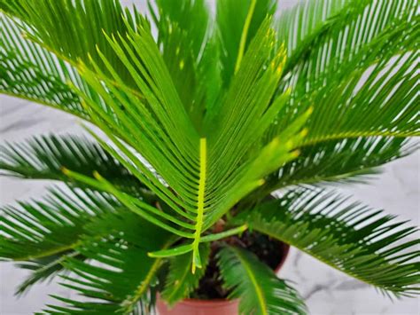 The Ultimate Sago Palm Plant Care Guide