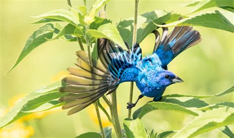 Indigo Bunting Flying