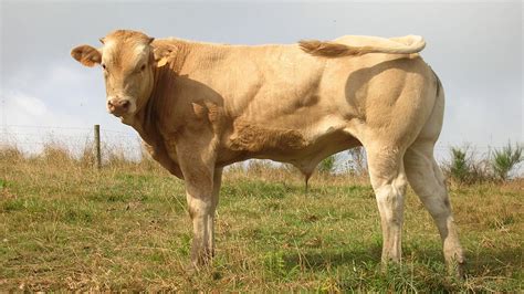 Farming Blonde D Aquitaine