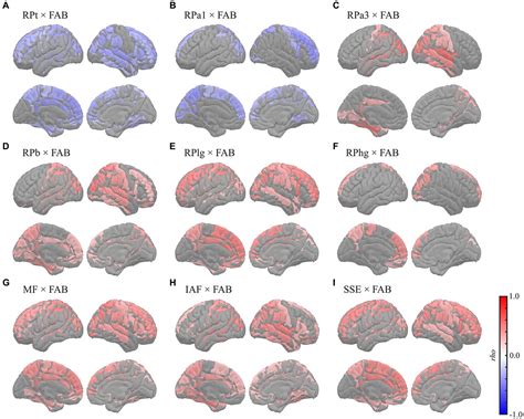 Frontiers Oscillatory Characteristics Of Resting State