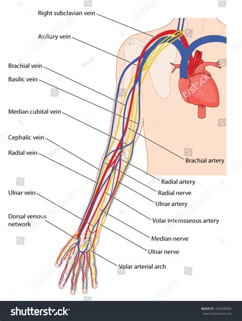 Arteries Veins Nerves Arm Heart Down Stock Vector 333628304 Shutterstock