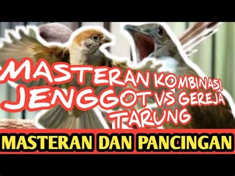 JENGGOT VS GEREJA TARUNG GACOR MASTERAN KOMBINASI UNTUK SEMUA JENIS