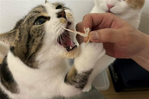 物凄い食べっぷりの弟猫 兄猫が送る視線に笑っちゃう「マジか」 Snsで人気の犬・猫を写真つきで紹介シリーズ Limo くらしとお金の